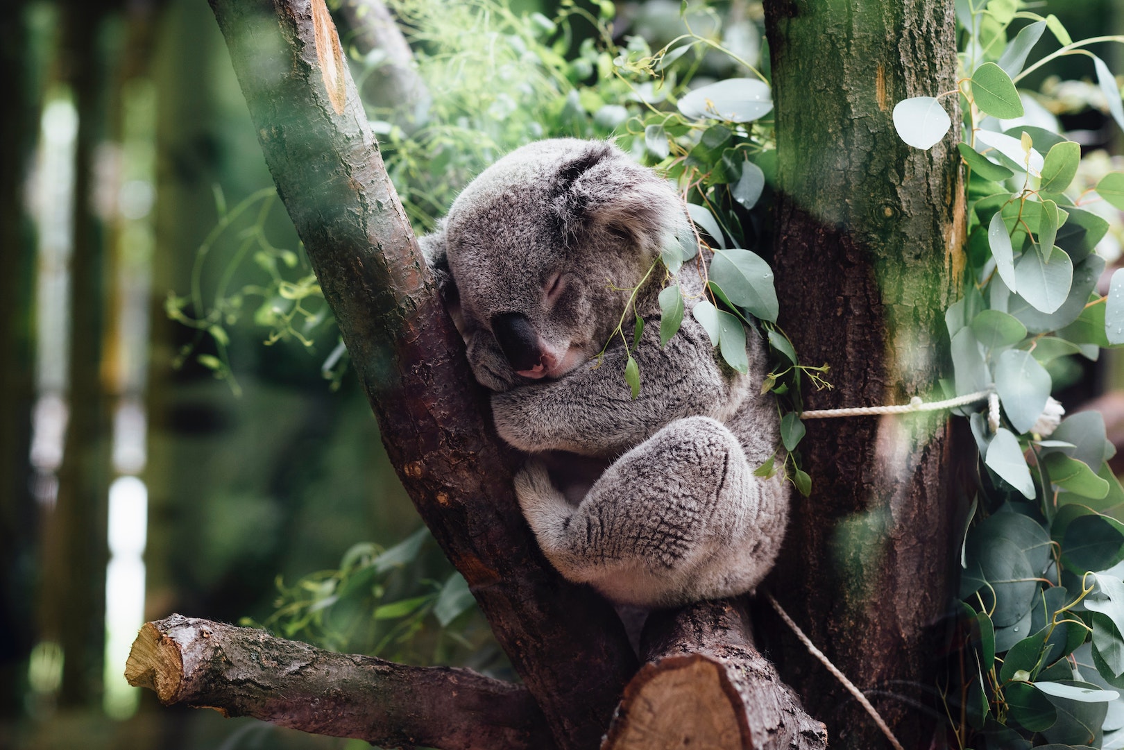 Koala sleeps on a tree. Explore the top victories for animals by Morris Animal Foundation this year. TEDxMileHigh.