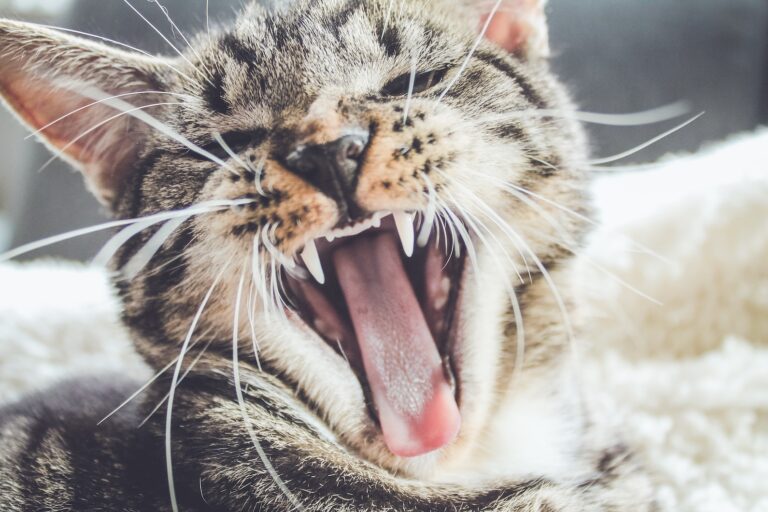 Cat meowing. Learn about pet dental care with Morris Animal Foundation and TEDxMileHigh.