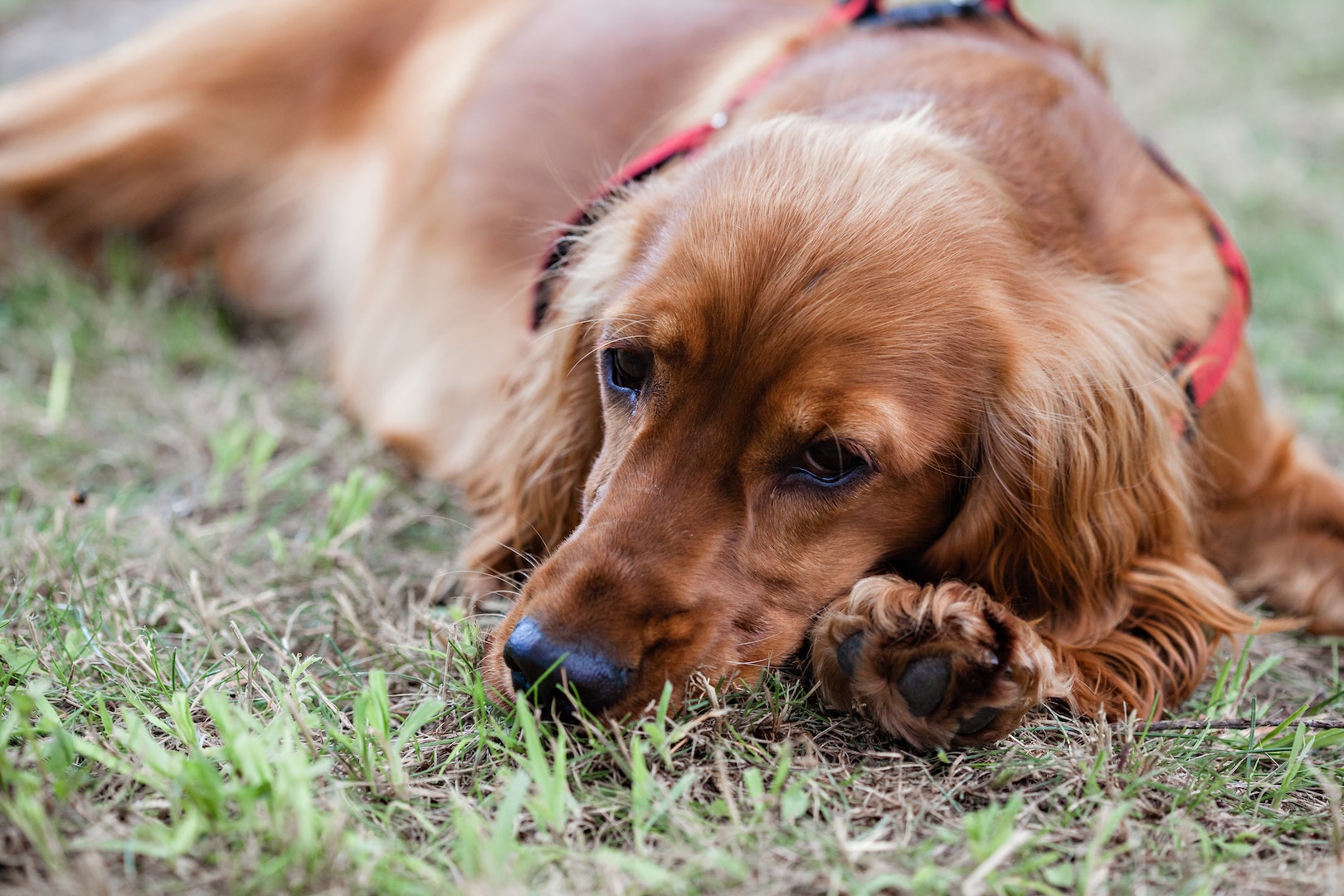 Dog lying on some grass. Chemicals on lawns can be toxic to animals. Learn more with TEDxMileHigh.