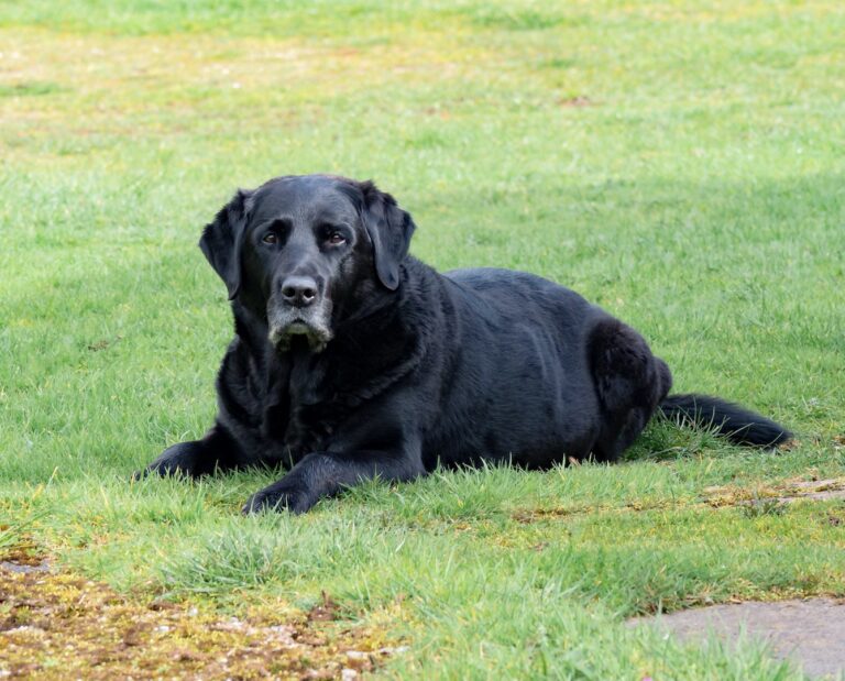 A portrait of an old dog. Learn about cognitive decline in dogs and cats with TEDxMileHigh.