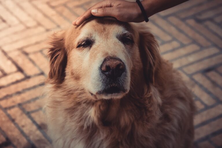 An old golden retriever. Learn about hemangiosarcoma with TEDxMileHigh and Morris Animal Foundation.